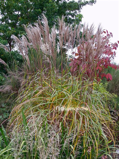 Miscanthus Sinensis Chinese Silver Grass 101338 Flowermedia