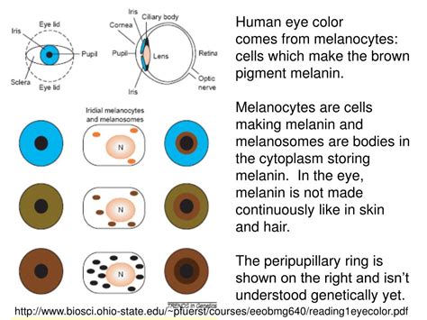 Ppt Understanding Genetics Of Human Eye Color Powerpoint Presentation Id317966