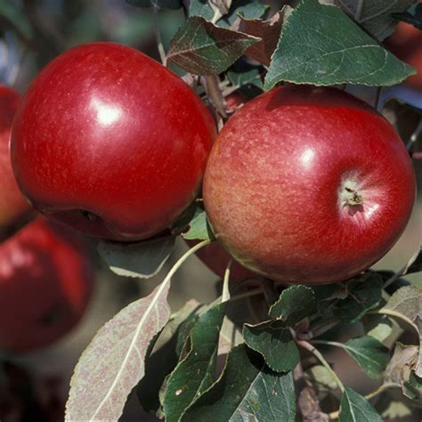 State Fair Apple Faltz Landscaping Nursery