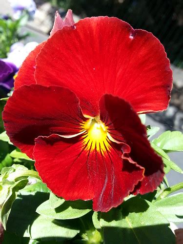 Red And Yellow Pansy Flower Neerav Bhatt Flickr