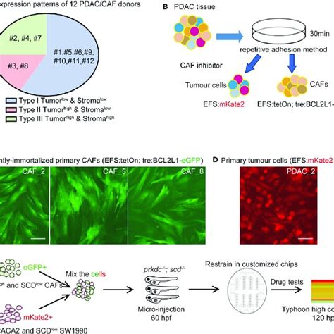 Harvest Of Primary Pdac Tumor Cells And Cafs For Zpdx Models A Type