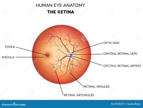 Human Eye Anatomy, Retina Royalty Free Stock Photography - Image: 37535317