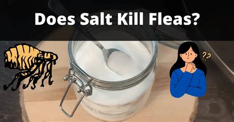 Does Salt Kill Fleas Yes A Step By Step Guide
