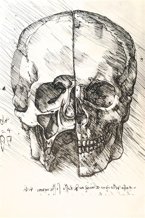 Master Copy of Leonardo Da Vinci Skull Drawing on Behance