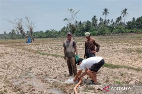 Petani Mukomuko Gunakan Pompa Secara Mandiri Atasi Kekeringan Antara News