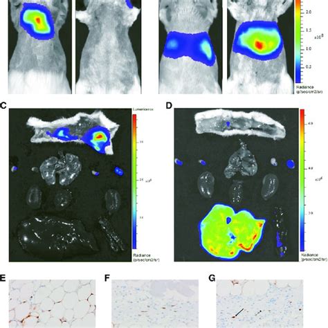 Biodistribution Of Luciferase Luc Protein Expression Following I V