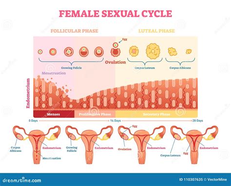 Diagramma Grafico Del Ciclo Dellillustrazione Sessuale Femminile Di Vettore Con La Mestruazione