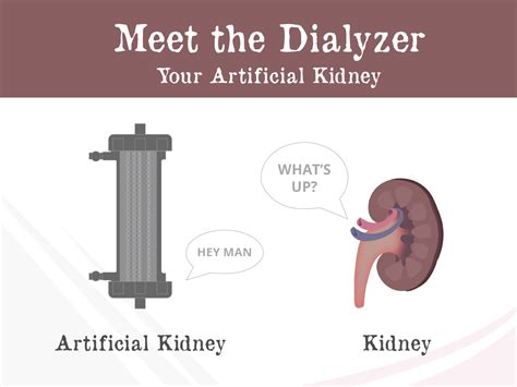 How Hemodialysis Works Gaytri Manek Formerly Gandotra Md