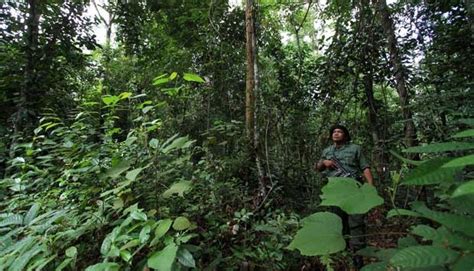 Flora Fauna Hutan Hujan Tropis 2021