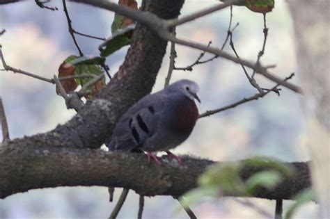 Paraclaravis Mondetoura Filo Chordata Clase Aves Listado De