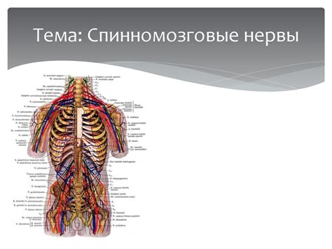 Спиномозговые нервы - презентация онлайн