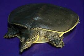 Guadalupe Spiny Softshell Turtle Alchetron The Free Social Encyclopedia