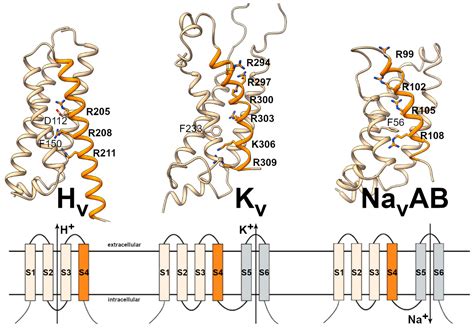 Biomolecules Free Full Text Voltage Gated Proton Channels In The