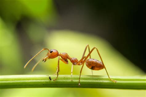 ¿por Qué Aparecen Las Hormigas En Primavera Y Cómo Evitar Que Se Cuelen En Nuestra Casa