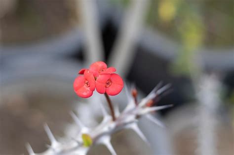 Flor Enana De Euphorbia Milii Con Enfoque Selectivo Y Fondo Borroso