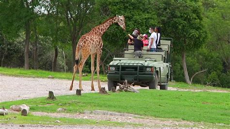 Los animales en programas de conservación viven una nueva amenaza: el ...