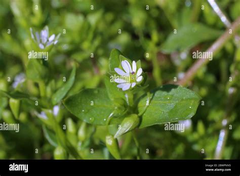 Stellaria Media Common Chickweed Wild Plant Shot In The Spring Stock