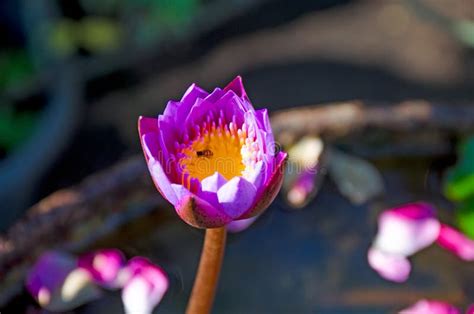 Beautiful Blue Water Lily In Sri Lanka. Stock Photo - Image of nymphaea ...