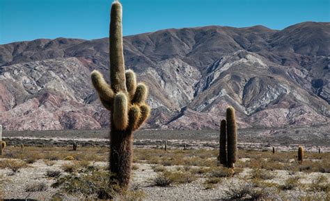 Los Cardones Un Parque Lleno De Colores E Historia Agroempresario