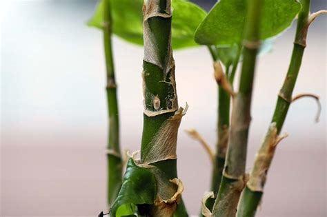 How To Propagate Dieffenbachia To Grow Extra Dumb Cane Plants