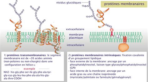 Crédits 1 La cellule et sa membrane plasmique biologie cellulaire