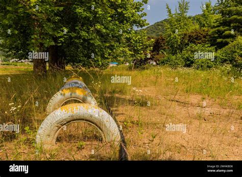 Row Of Painted Tires Planted In Ground Under Shade Trees In Field Of