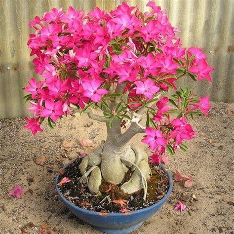 Adenium obesum Róża Pustyni XL MikroKlimat