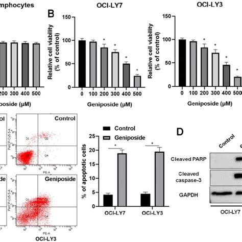 Geniposide Affects Proliferation Apoptosis And HCP5 Expression In