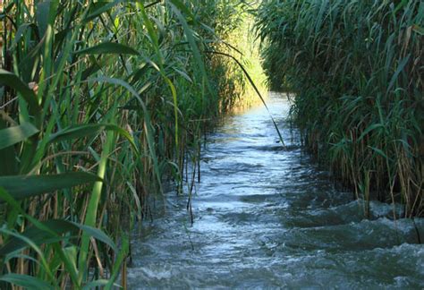 Ecosistemul Deltei Dunarii Blog Puf Si Stuf