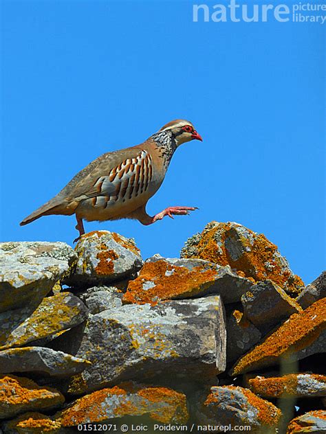 Stock Photo Of Red Legged Partridge Alectoris Rufa Walking Across Dry