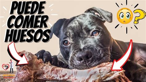 🛑 Qué Huesos Puede Comer Un Perro ⏩ Descubre 3 Beneficios Que Brindan Los Huesos A Tu Perro