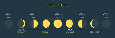 As Fases Da Lua O Ciclo Inteiro Da Lua Nova A Completamente Vetor