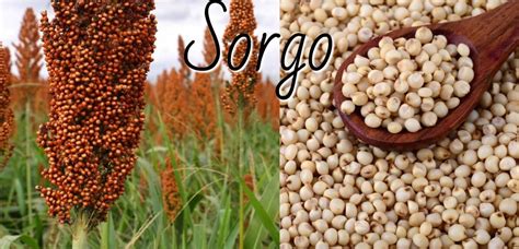 Sorgo Qu Es Qu Propiedades Tiene C Mo Se Cultiva Y C Mo Se Cocina