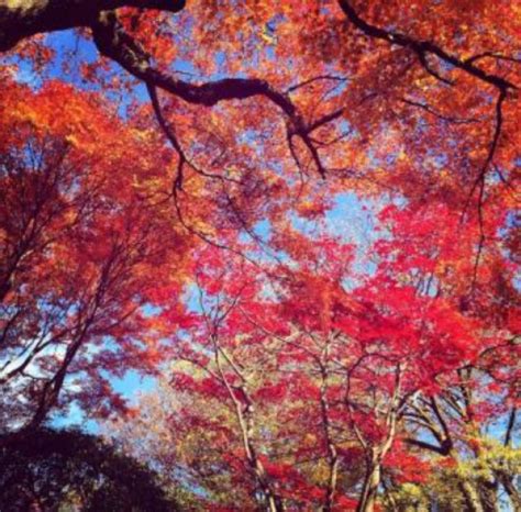 秋の行楽シーズン到来！今年の見ごろは11月中旬頃 【千葉県松戸市】穴場紅葉スポット、秋のイベント“オススメ5選” 企業リリース 日刊工業