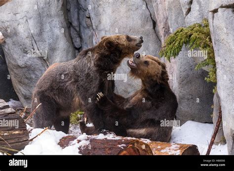 Grizzly Bear Ursus Arctos Horribilis Males Playing In Artifical Snow