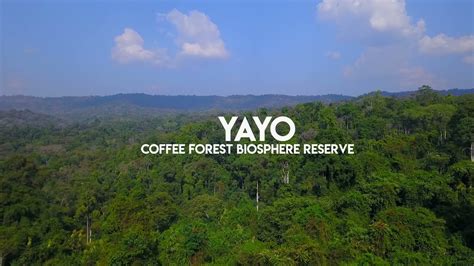 Visit Oromia Yayu Coffee Forest Bioshere Reserveillubabor Zoneoromia