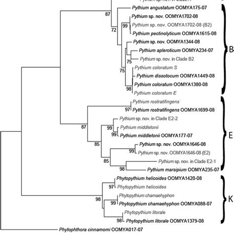 Maximum Likelihood Analysis 1 000 Bootstraps Of A Concatenated Gene