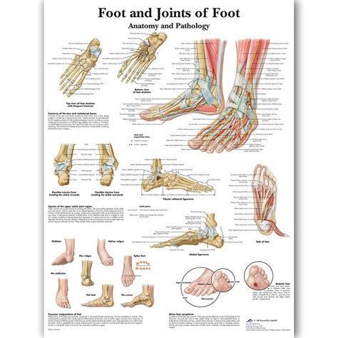 Buy Luosh Human Foot Skeletal Muscle Anatomical Illustration Body