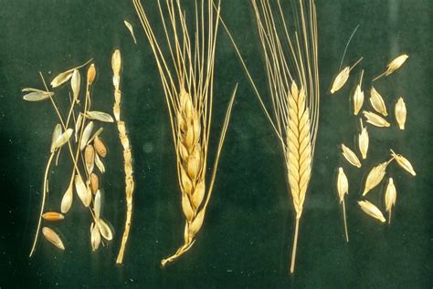 Barley Vs Wheat Appearance