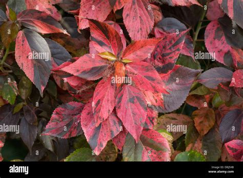 Acalypha Wilkesiana Copper Leaf