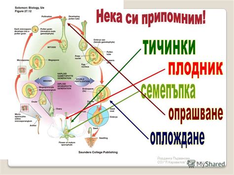 Презентация на тему: "Йорданка Първанова, СОУ"Л.Каравелов"-Димитровград ...
