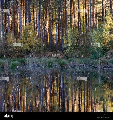 Tranquil Lake Scene With Trees Hi Res Stock Photography And Images Alamy