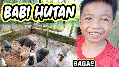 Peternakan Babi Hutan Di Kalimantan Boar Farm In Kalimantan Bagas Si