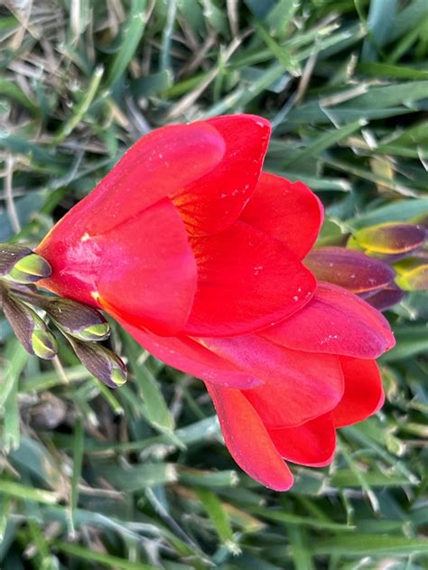 Freesia × Kewensis Eflora Of India