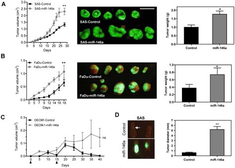 AC Subcutaneous Tumorigenesis Of SAS FaDu And OECM 1 Cells