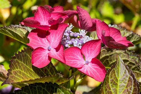 Hortensien Hydrangea Macrophylla Als Fotoprodukt Bestellen Fototapete Ch