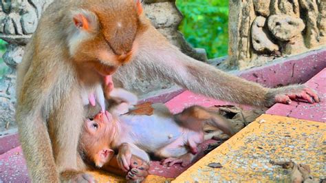 Very Sweet Baby Cute Saba Gets Drink Breast Milk When Mom Sits On