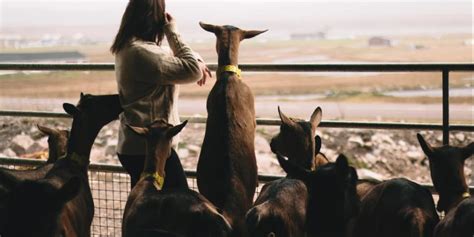 Les Saveurs Fermières Tourisme Saint Pierre et Miquelon