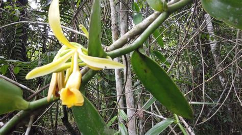 Natural Vanilla Pollination The Vanilla Pompona Company Youtube