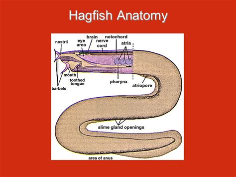 Hagfish Anatomy